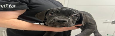 Cane Corso Puppy White 