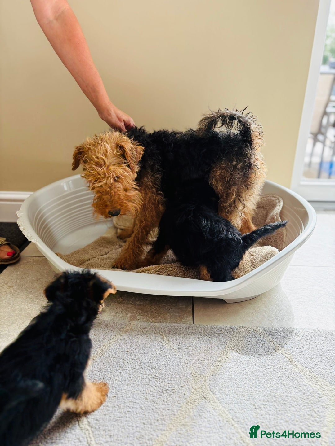 Welsh Terrier dogs for sale: Stunning KC Welsh Terriers - Image 6