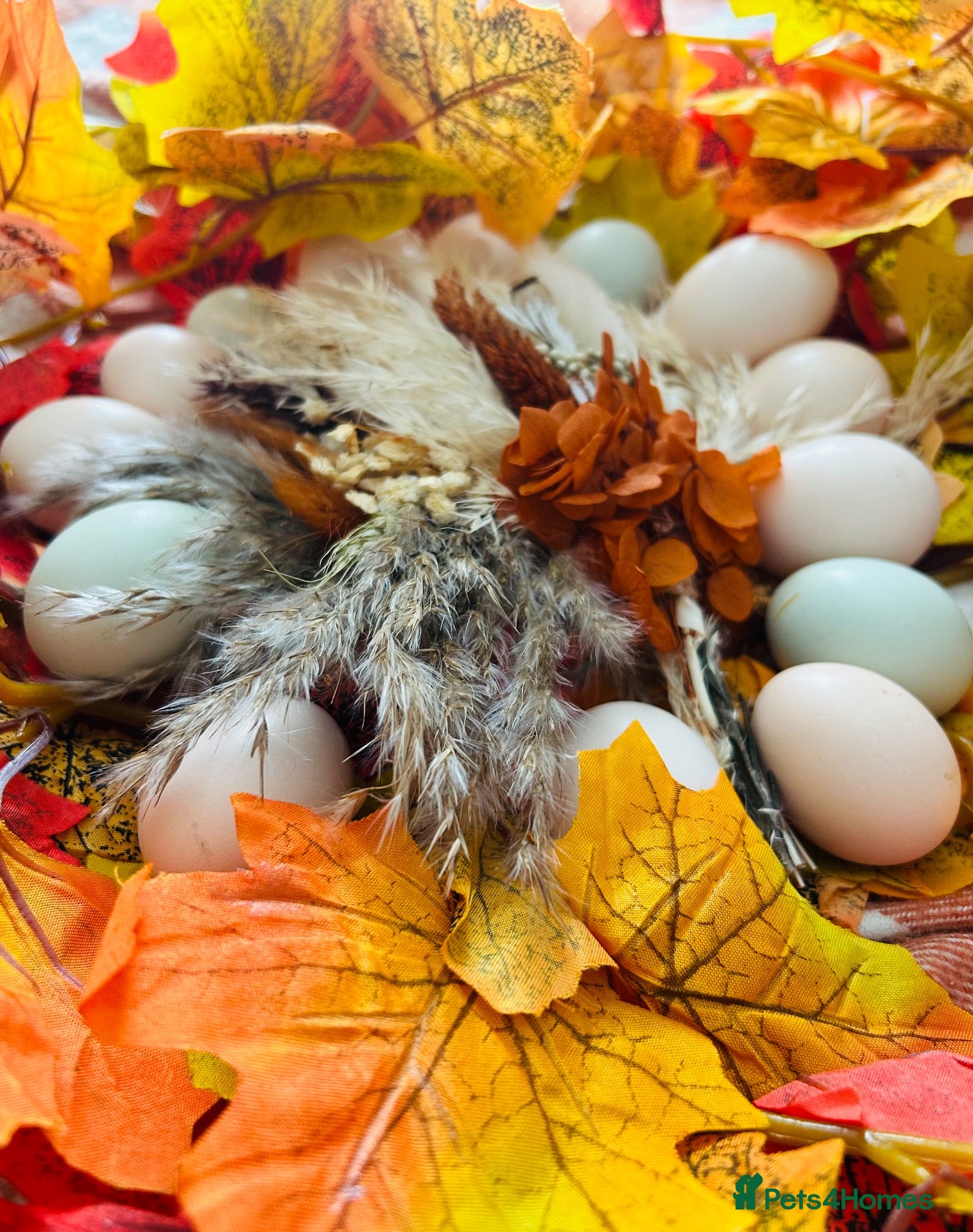 Chickens poultry Silkie chicks hatching eggs - Advert 2