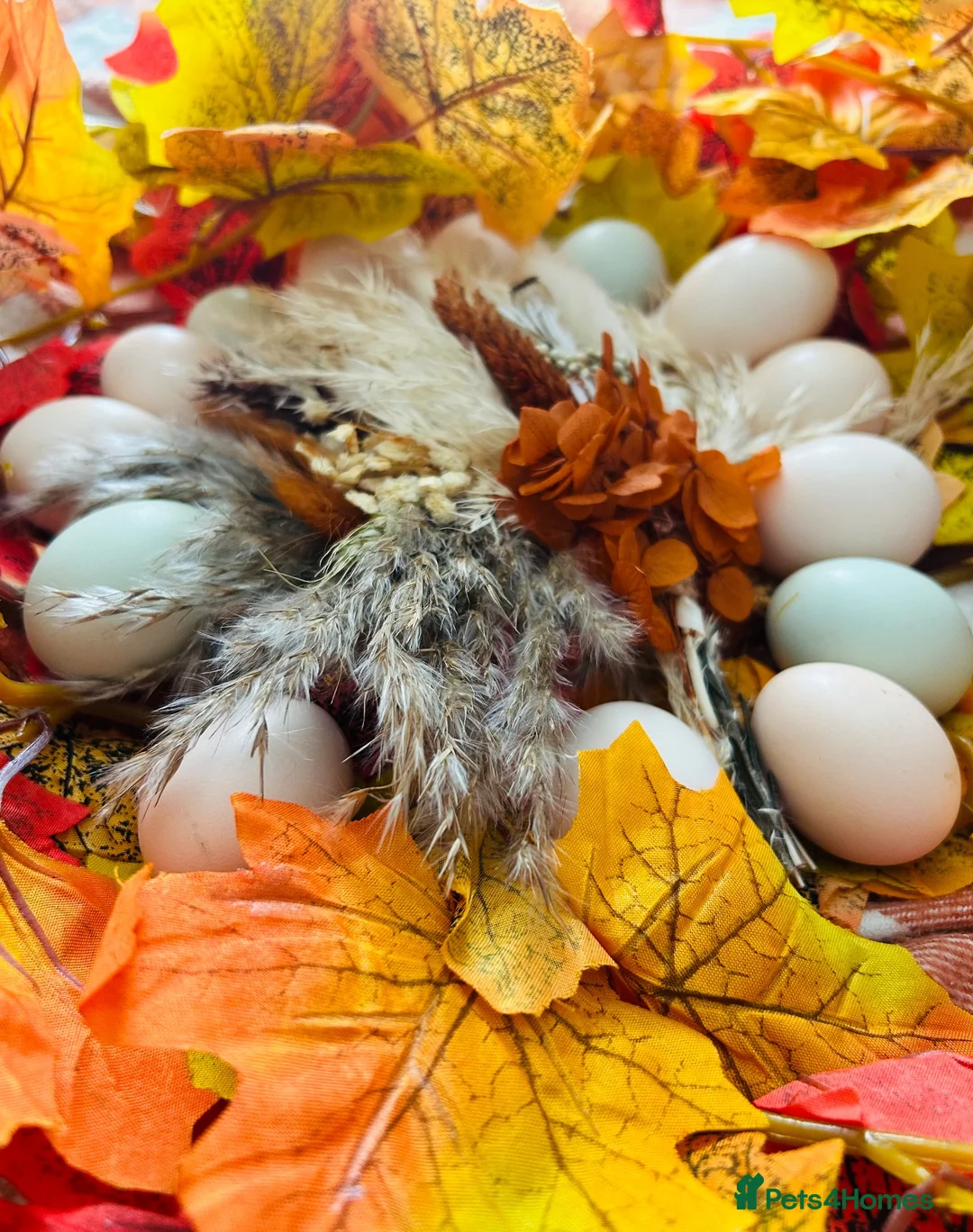 Chickens poultry for sale: Silkie chicks hatching eggs NOW - Advert 1