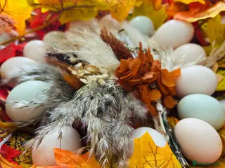 Chickens poultry Silkie chicks hatching eggs - Advert 2
