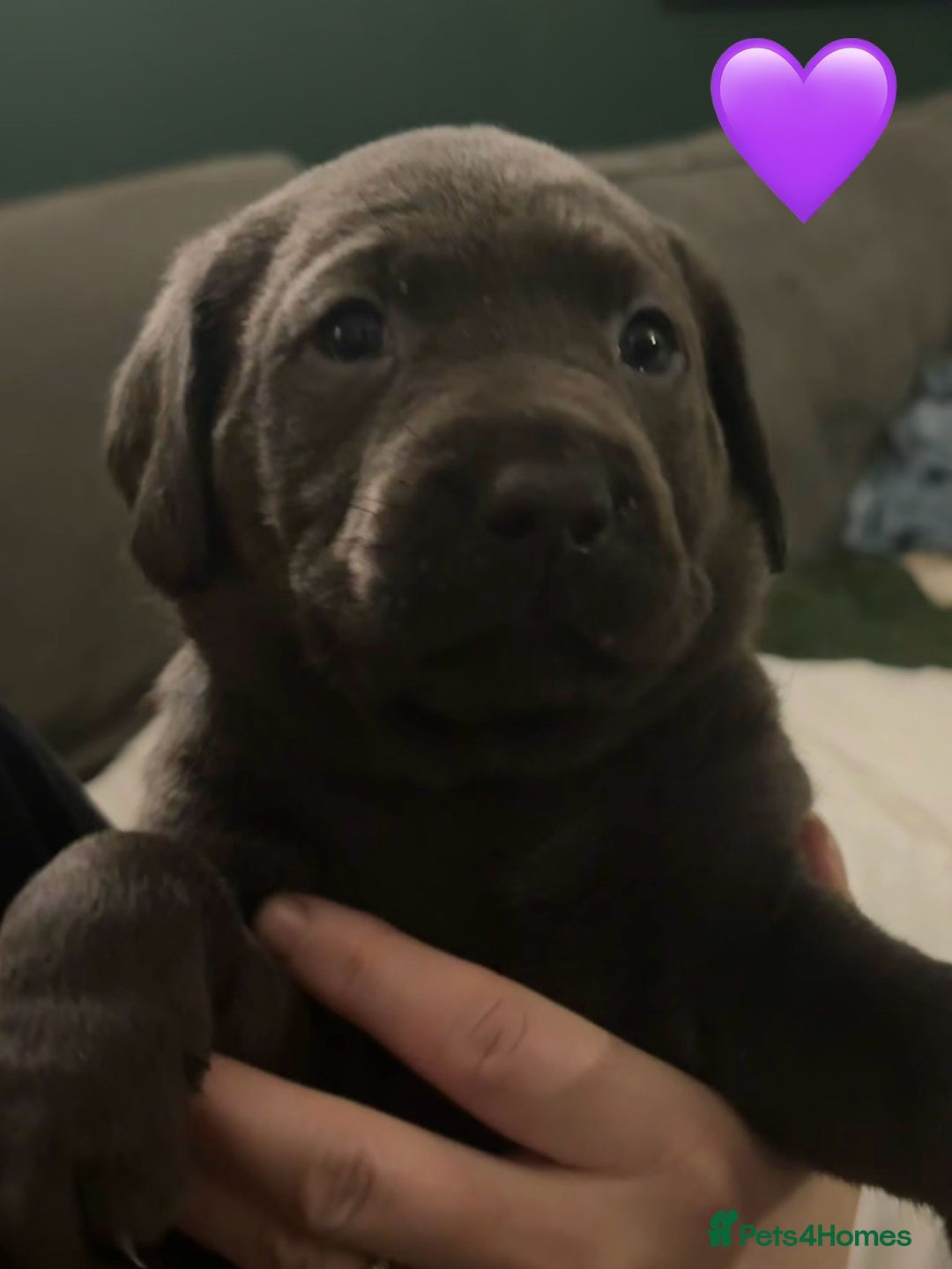 Labrador Retriever dogs for sale: Silver, Charcoal, Champagne Labrador Puppies  - Advert 12