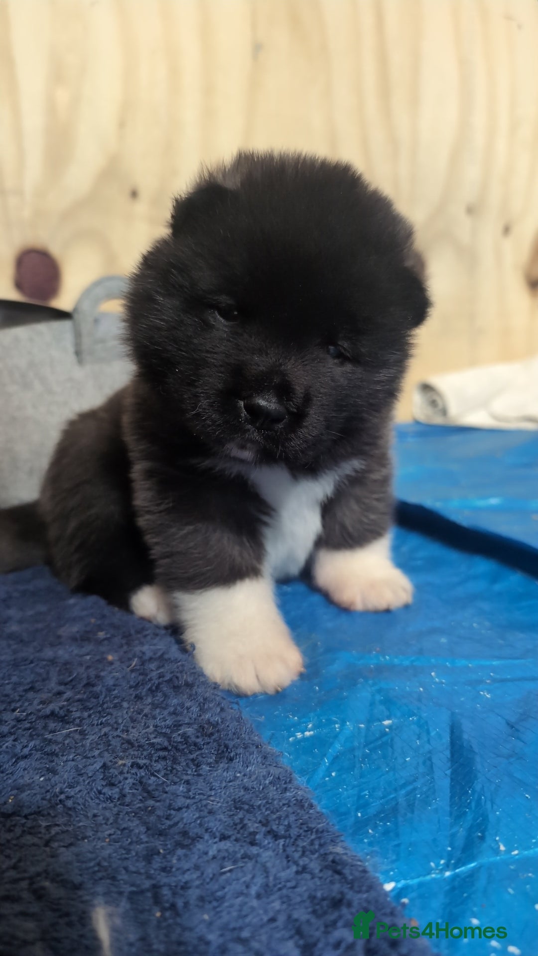 Akita dogs for sale: European Champions Bloodline American Akita's  - Advert 9