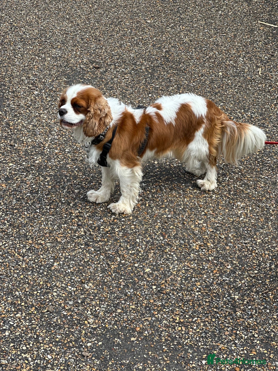 Cavalier King Charles Spaniel dogs for sale: Pure breed cavalier King Charles puppies - Advert 18