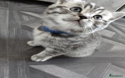 British Shorthair cats for sale: Stunning British Shorthair Kittens For Sale - Image 17