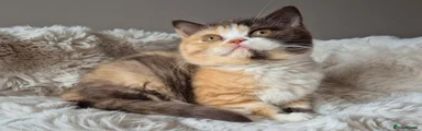 British Shorthair 4
