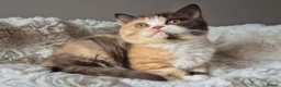 British Shorthair cats for sale: Champion Lines British Shorthair Kittens  - Advert 19