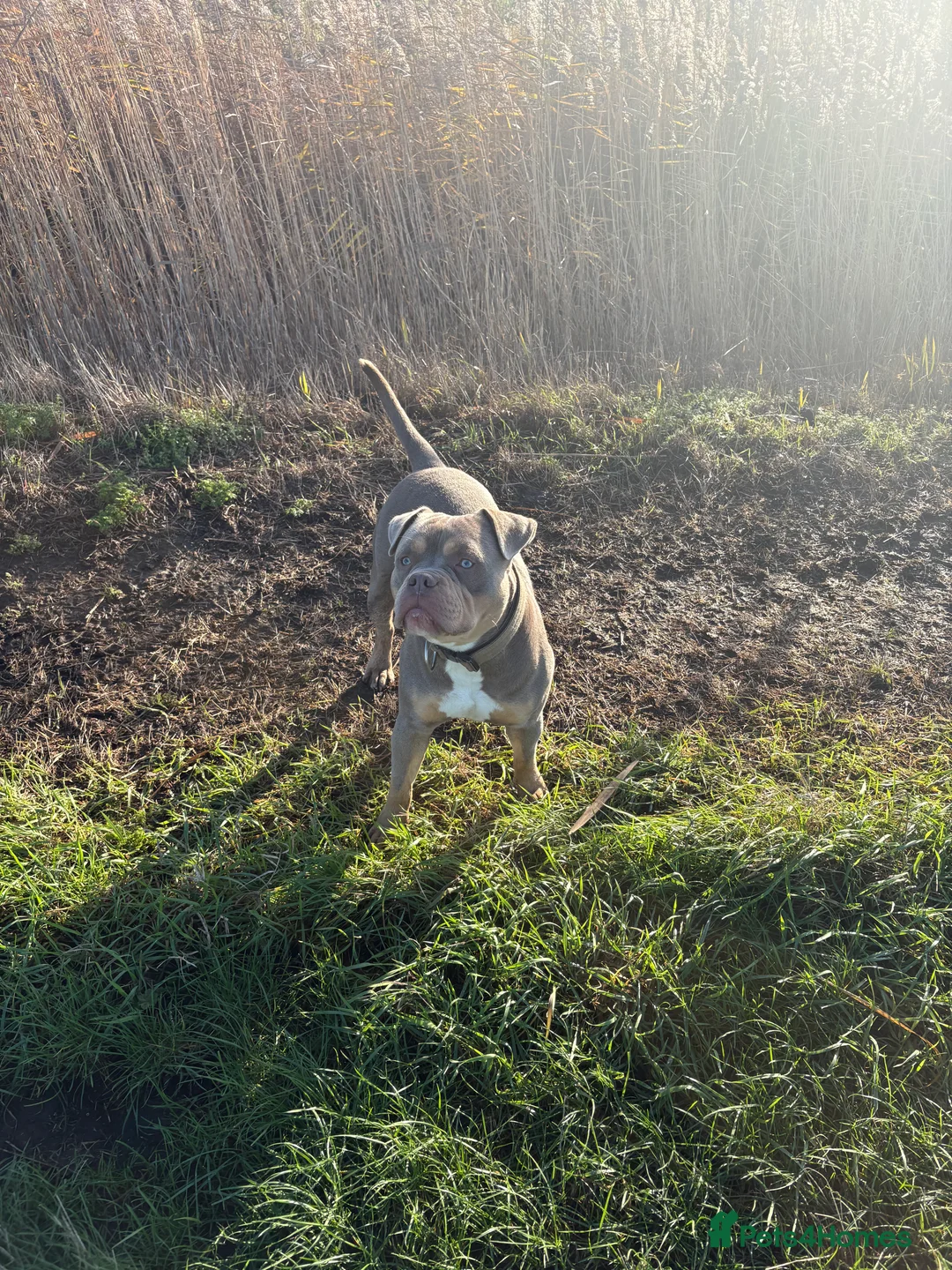 Mixed Breed dogs for sale: CaneCorso X Bully puppy’s  - Advert 18