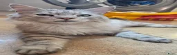 Maine Coon cats for sale: 3 beautiful maincoon kittens  - Advert 24