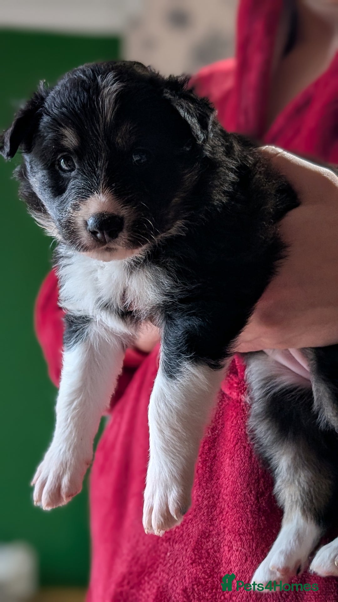 Mixed Breed dogs for sale: Shollie Pups Mid Feb! (German ShepxBorder Collie) - Advert 20