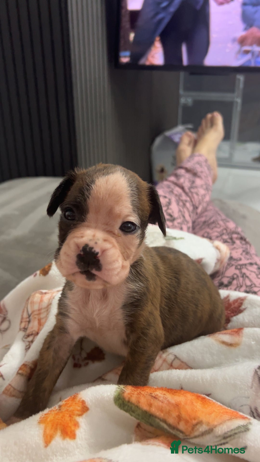 Boxer dogs for sale: Kc registered boxer puppies  - Advert 16