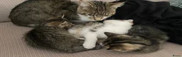 Mixed Breed cats for sale: Ready to leave: 10 week old-Tabby kittens  - Advert 5