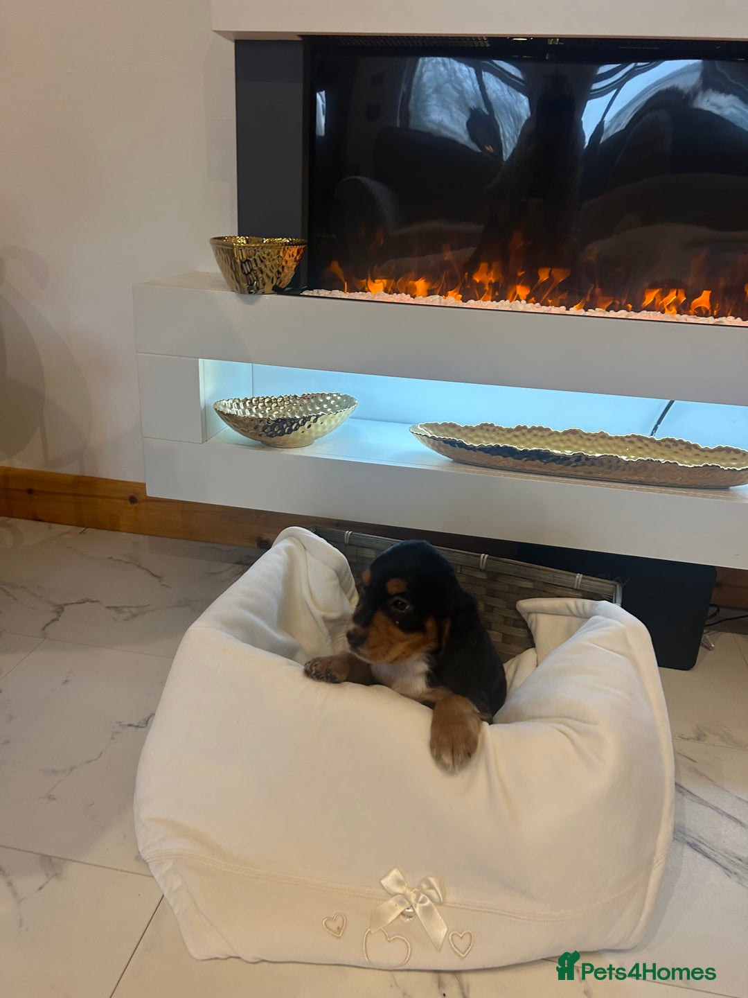 Cocker Spaniel dogs for sale: Rainbow litter cocker spaniel puppies  - Advert 14