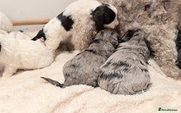 Cavapoo dogs for sale: Exceptional examples of top class cavapoo puppies  - Advert 7