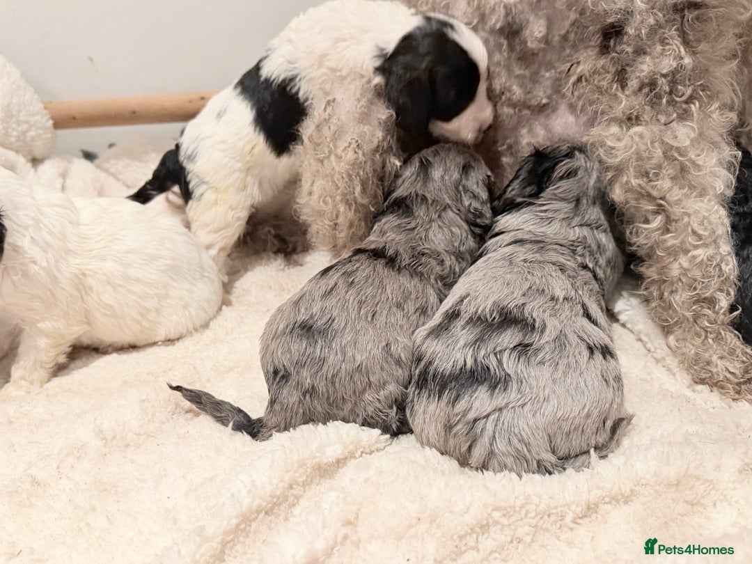 Cavapoo dogs for sale: Exceptional examples of top class cavapoo puppies  - Advert 7