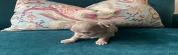 Chihuahua dogs for sale: Beautiful chihuahua puppies  - Advert 12