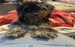 Cockapoo dogs for sale: Beautiful 6 month old girl  - Image 5