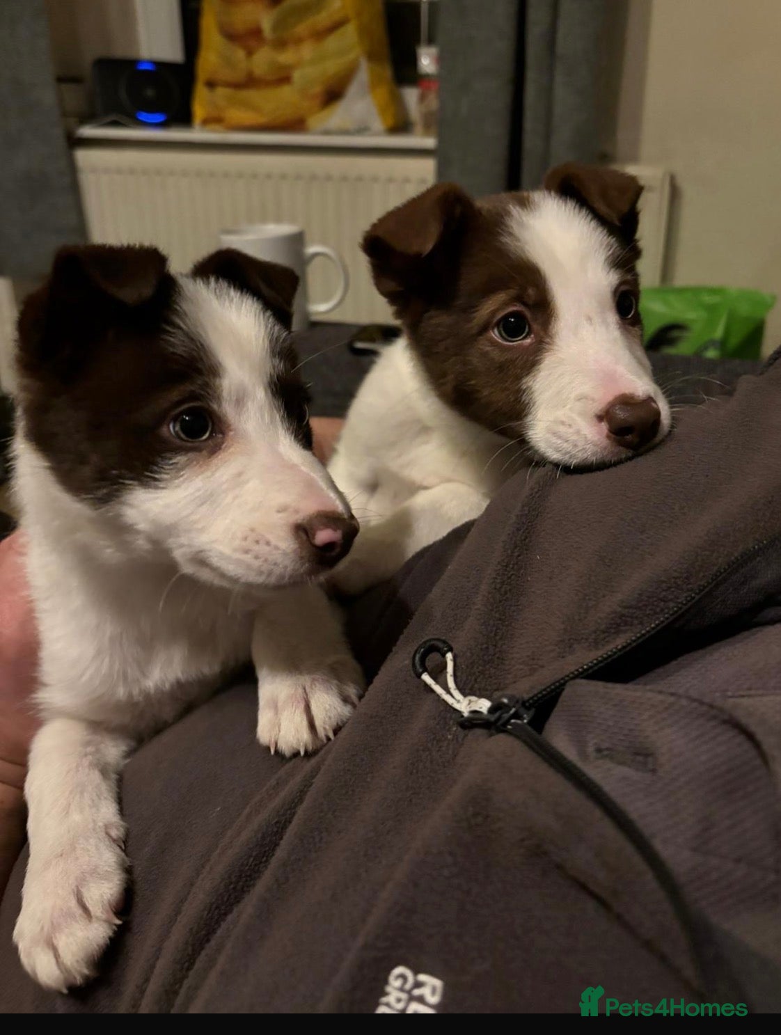 Border Collie dogs Stunning RED puppies. Parents health tested - Advert 11