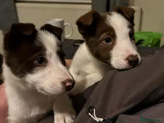 Border Collie dogs Stunning RED puppies. Parents health tested - Advert 11
