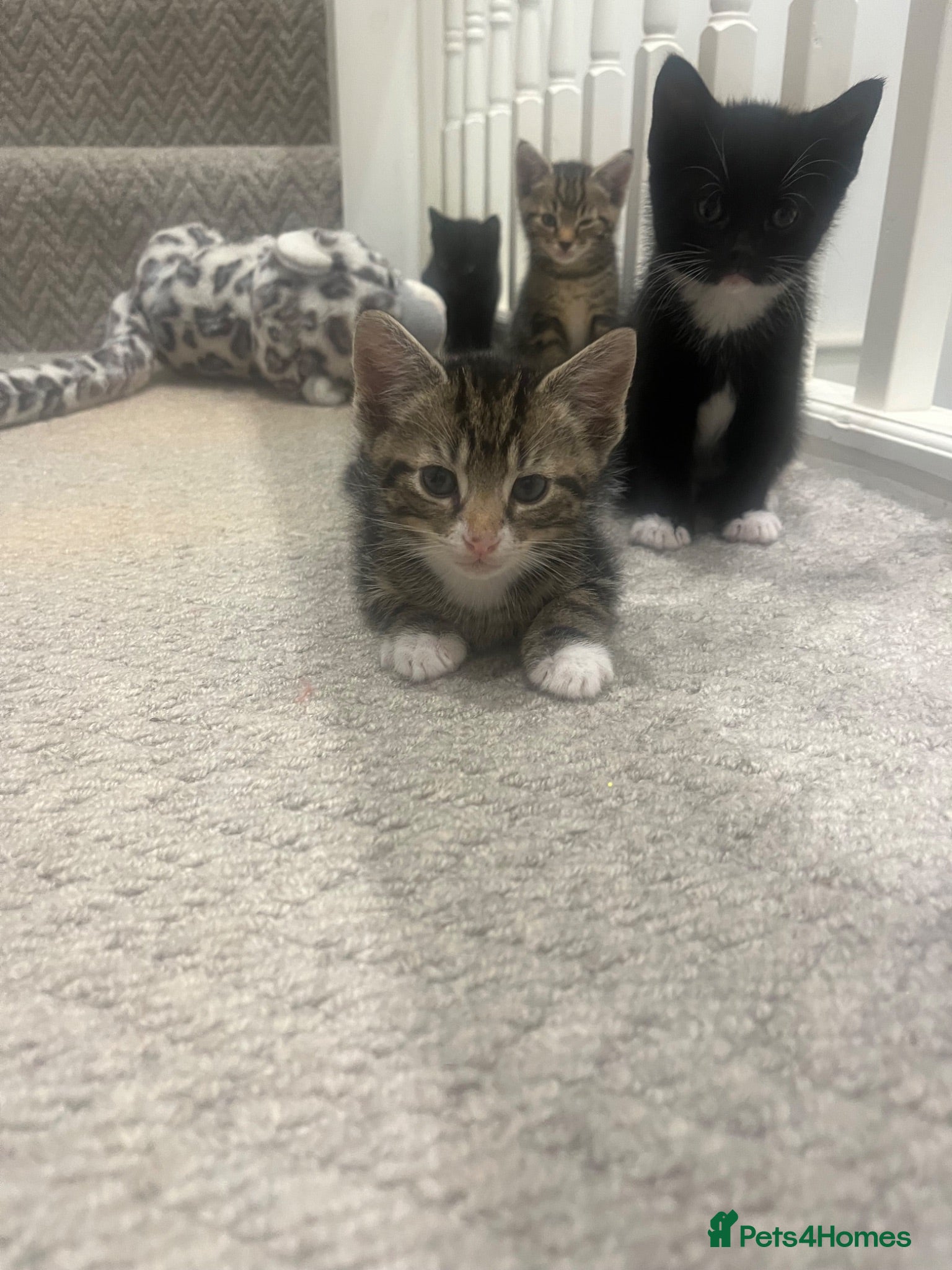 Mixed Breed cats 5 beautiful kittens for sale - Advert 10