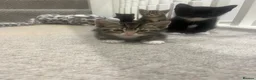 Mixed Breed cats for sale: 5 beautiful kittens forsale - Advert 10