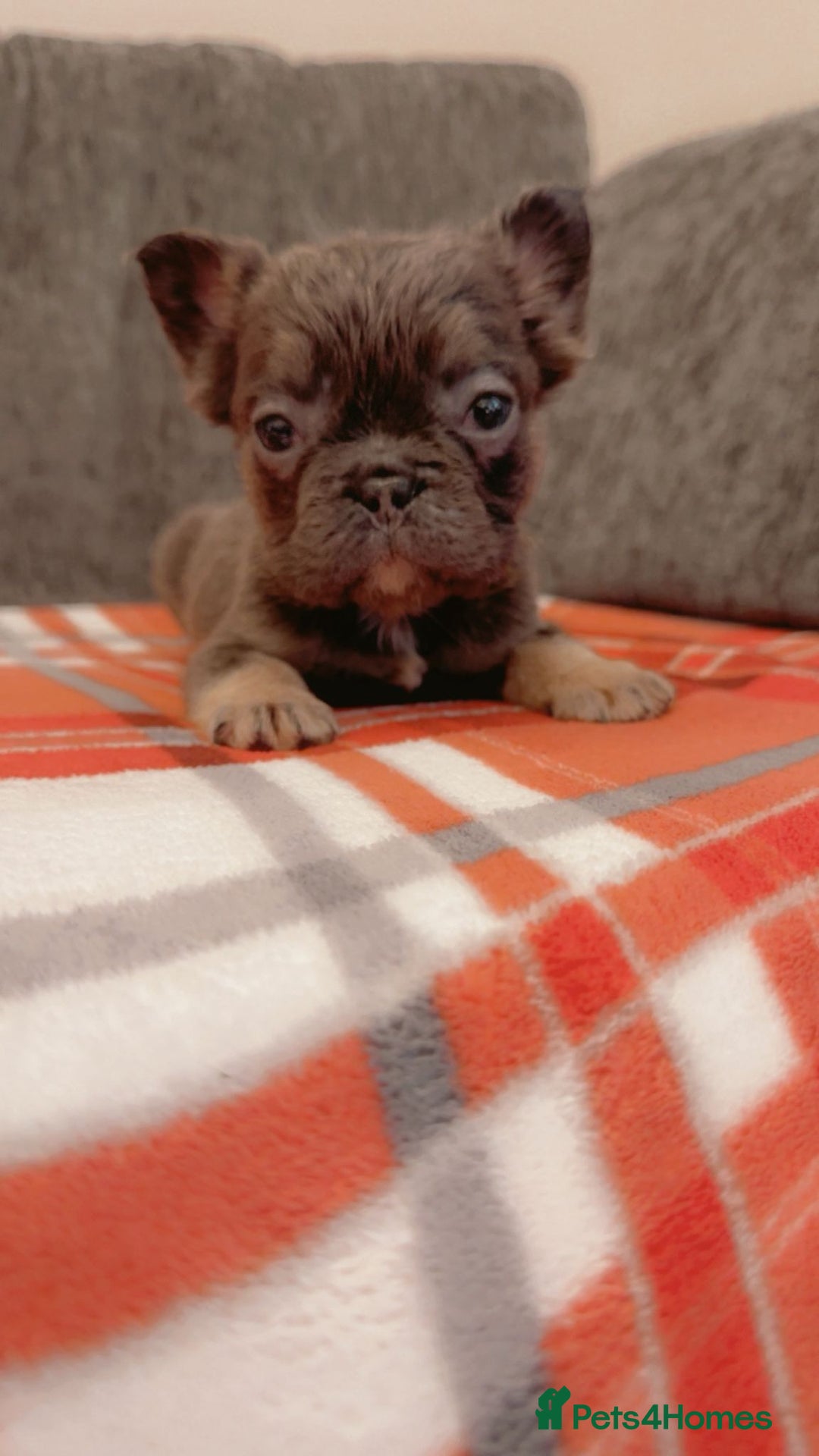 French Bulldog dogs for sale: Full fluffy French bulldogs Pink  - Advert 13
