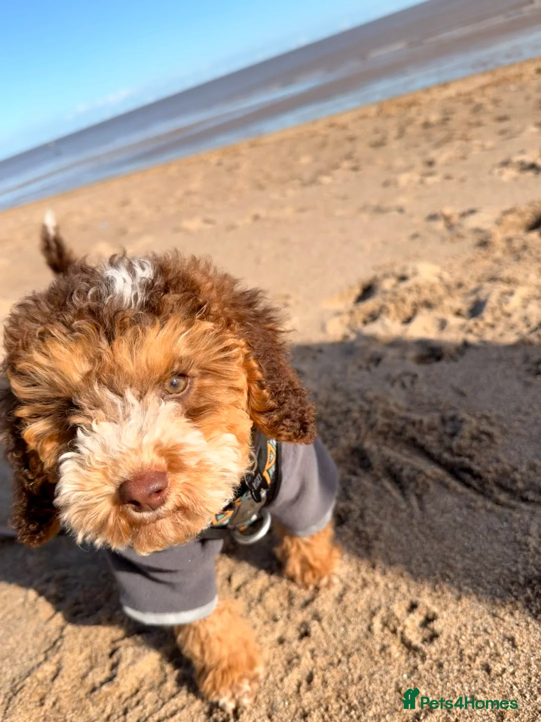 Cockapoo dogs for sale: Roxy - 5M cockapoo  - Advert 2