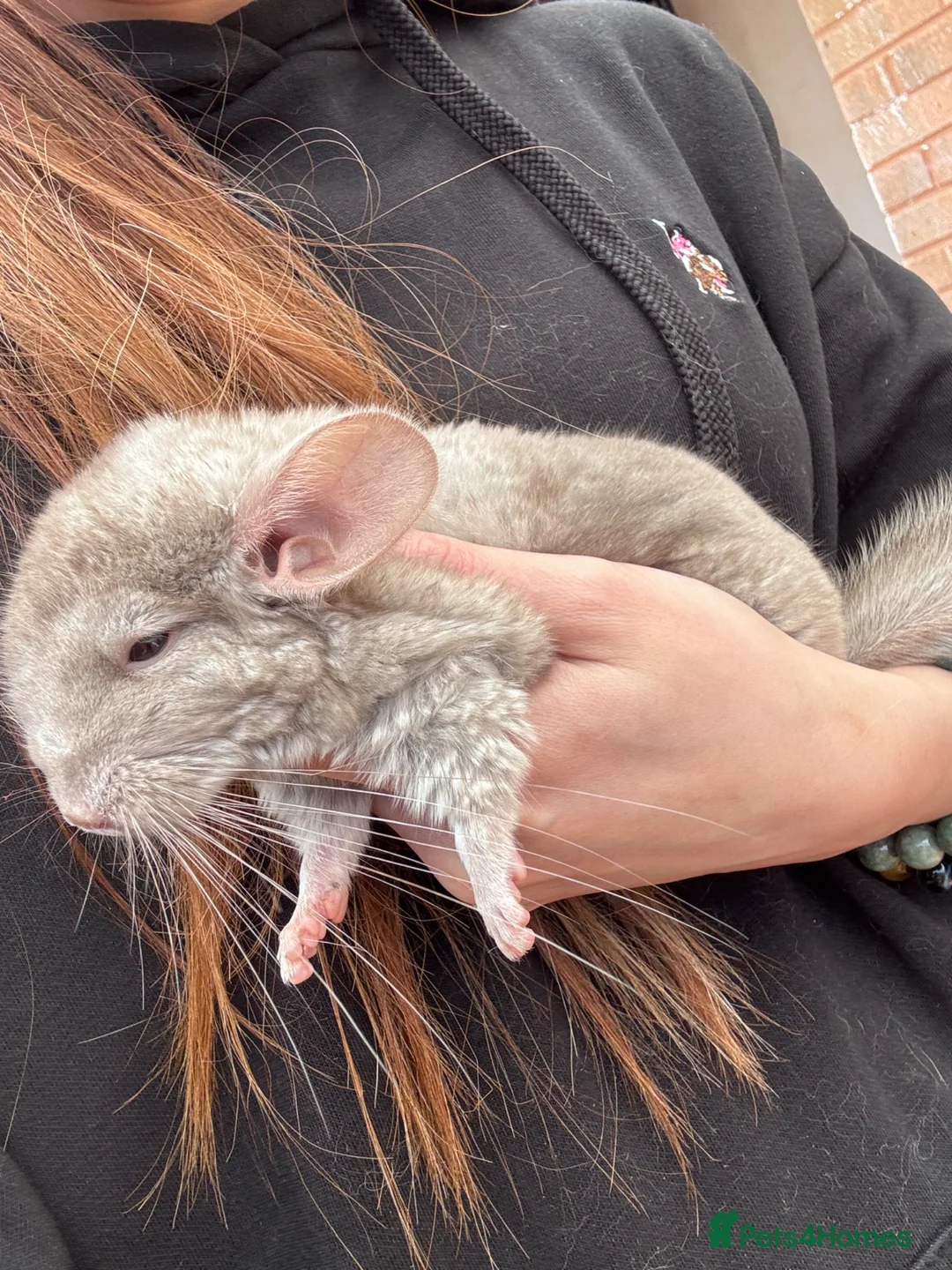 Chinchilla rodents for sale: Light beige baby chinchilla girl in Poole - Advert 2