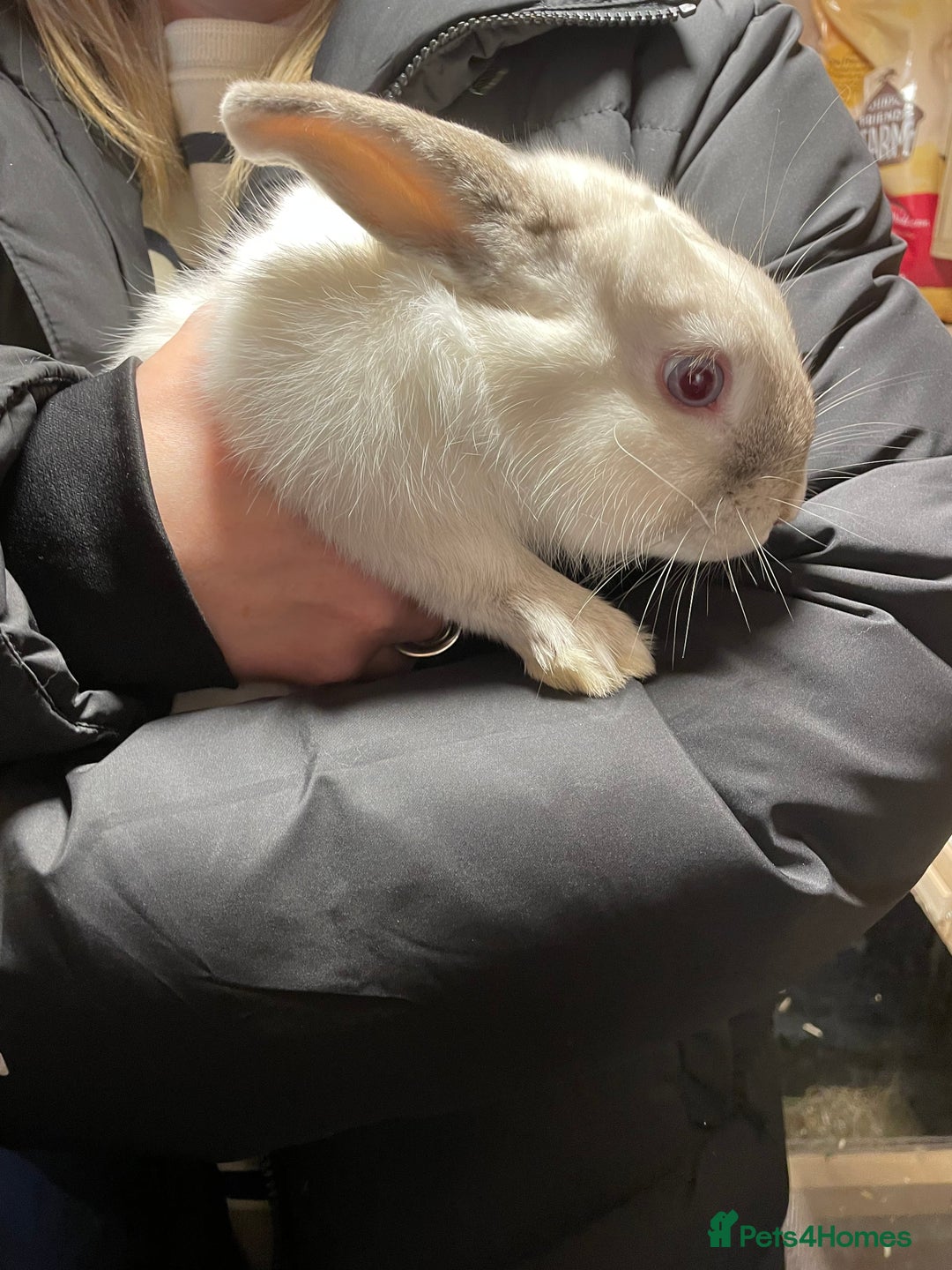 Mixed Breed rabbits for sale: Male Rabbit  - Advert 3