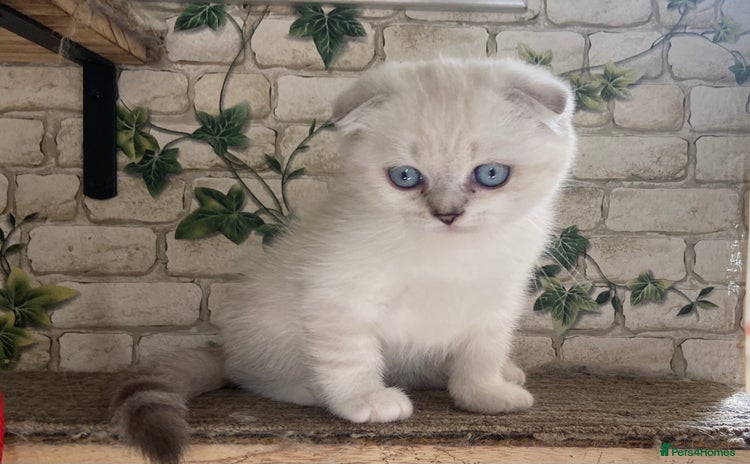 Munchkin cats - Advert 1