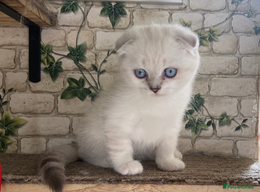 Munchkin cats for sale: Full pedigree munchkin kitten  - Image 7