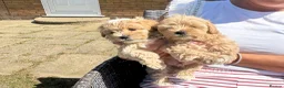 Maltipoo dogs for sale: Maltipoo puppies  - Advert 7