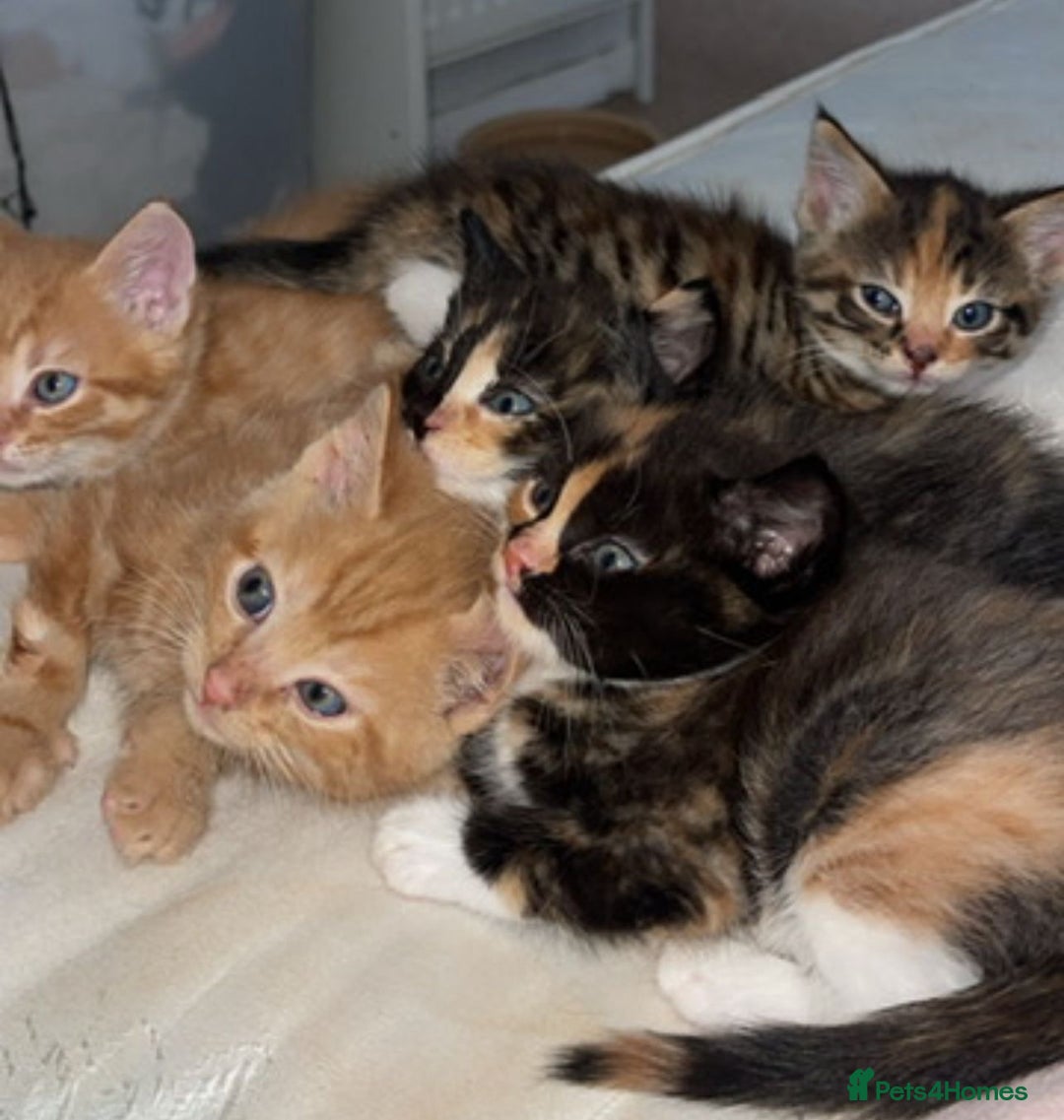 Domestic Shorthair cats for sale: 2 Ginger males 2 calico female 1 tabby female - Image 7