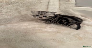 British Shorthair cats GCCF British shorthair silver tabby girls  - Advert 10