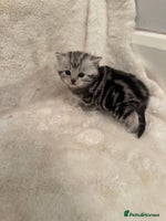 British Shorthair cats GCCF British shorthair silver tabby girls - Advert 5