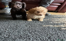 Cockapoo dogs for sale: Reduced F3 Cockapoo READY to leave 21st July  - Image 26