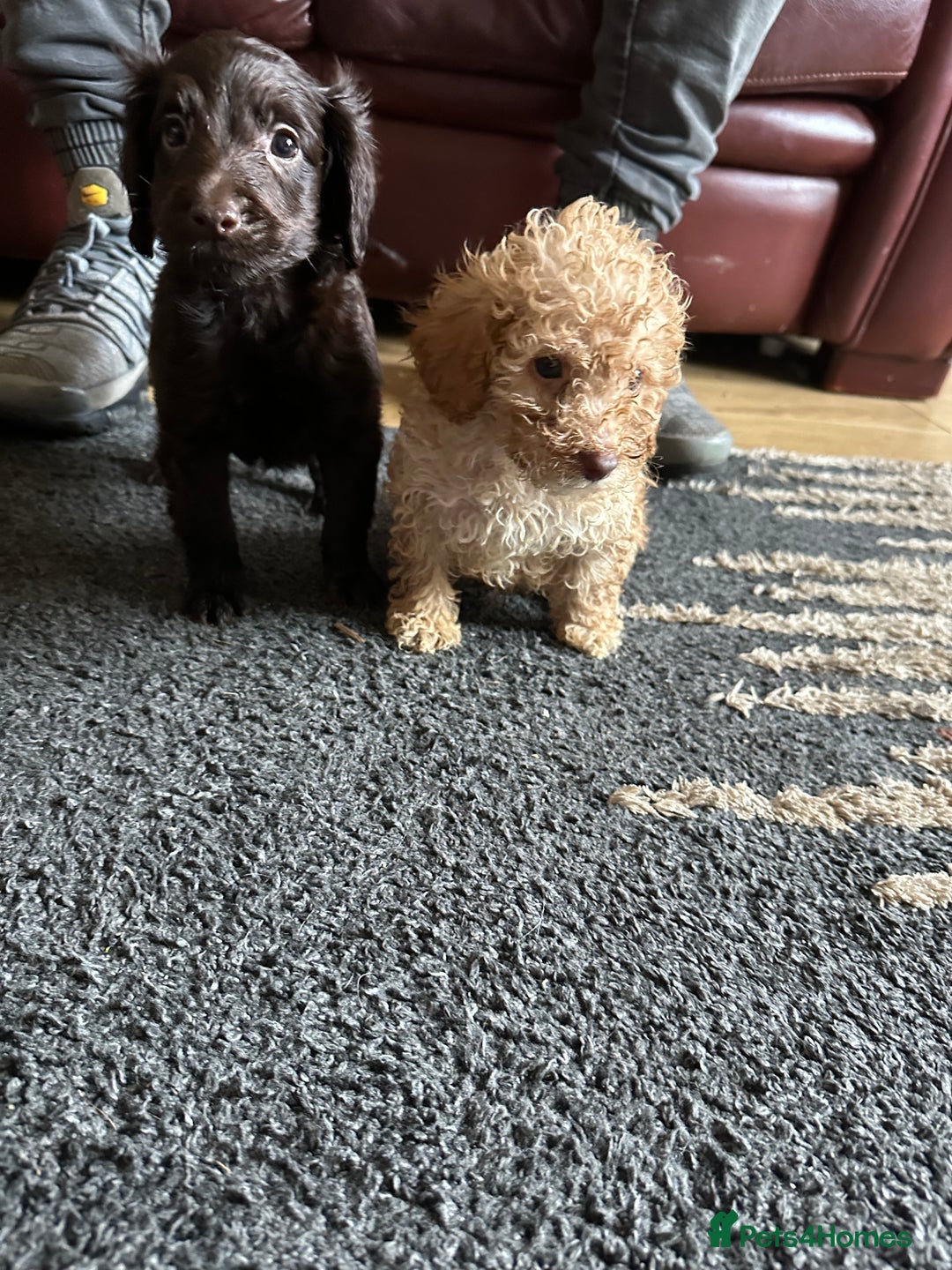 Cockapoo dogs for sale: Reduced F3 Cockapoo READY to leave 21st July  - Image 26