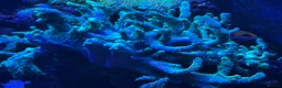 Other/Mixed Breed fish for sale: Marine  set tank shut down  - Advert 6