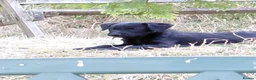 Patterdale Terrier dogs for sale: 2x Patterdale puppies - female - available now - Advert 18