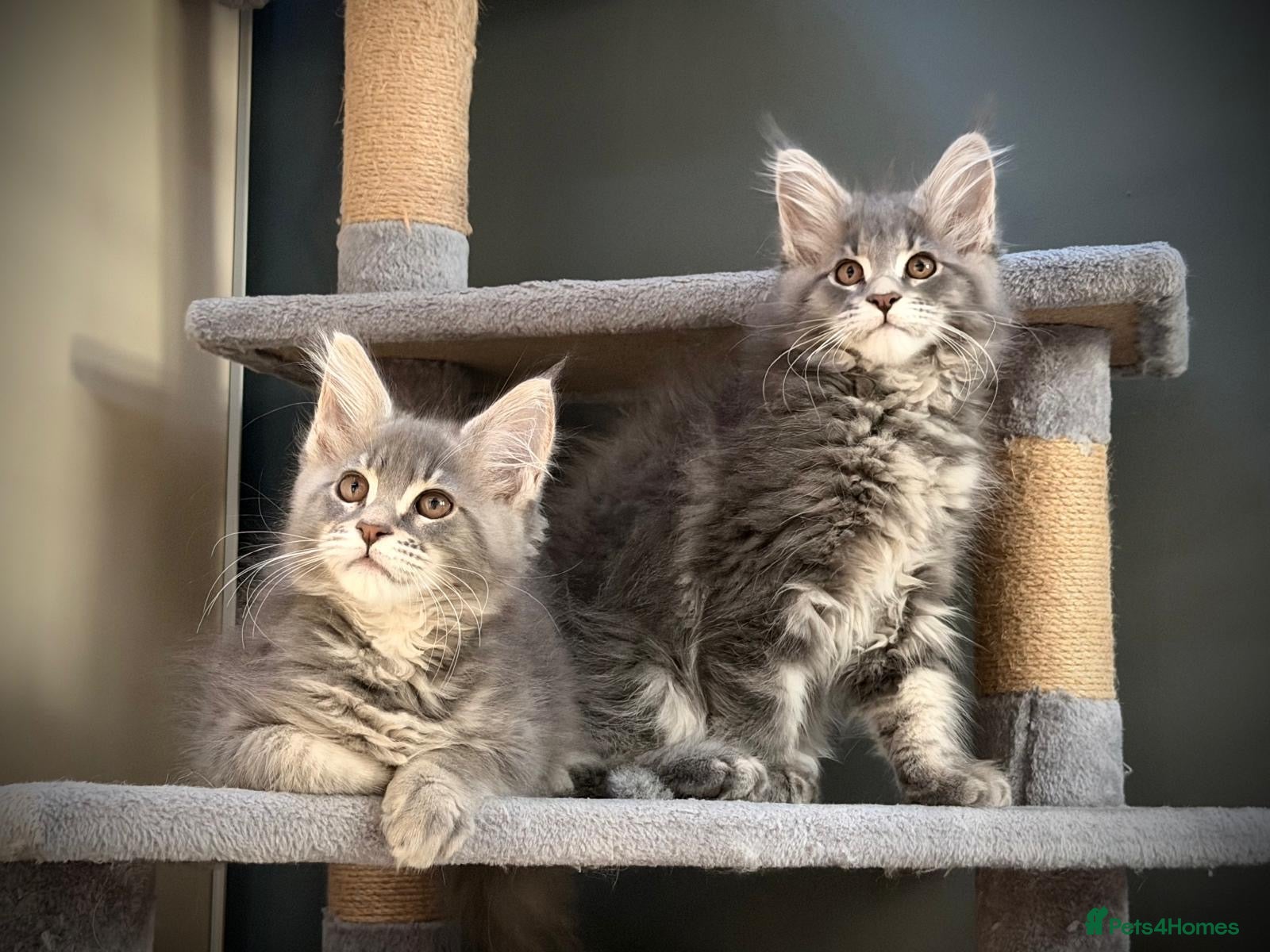 Maine Coon cats ❤️READY NOW❤️ Maine coon kittens - Advert 11