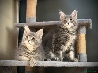 Maine Coon cats ❤️READY NOW❤️ Maine coon kittens - Advert 11