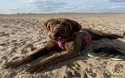 Mixed Breed dogs for sale: READY TO LEAVE NOW chunky mastiff puppies - Image 18
