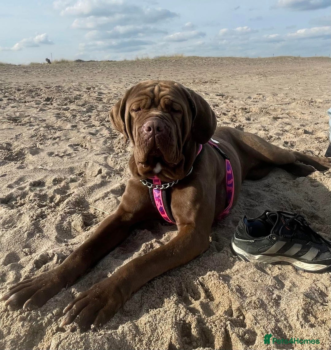 Mixed Breed dogs for sale: READY TO LEAVE NOW chunky mastiff puppies - Image 18