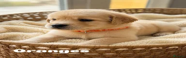 Orange Collar 