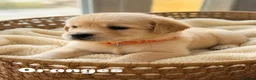 Golden Retriever dogs for sale: Bonellynova Golden Retriever Boys ✨ - Advert 12