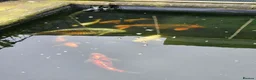 Koi Carp fish for sale: Pond Fish / Koi for Sale. in Stoke-on-Trent - Advert 3