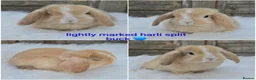 Mini Lop rabbits for sale: Gorgeous pure breed mini lops  - Advert 5