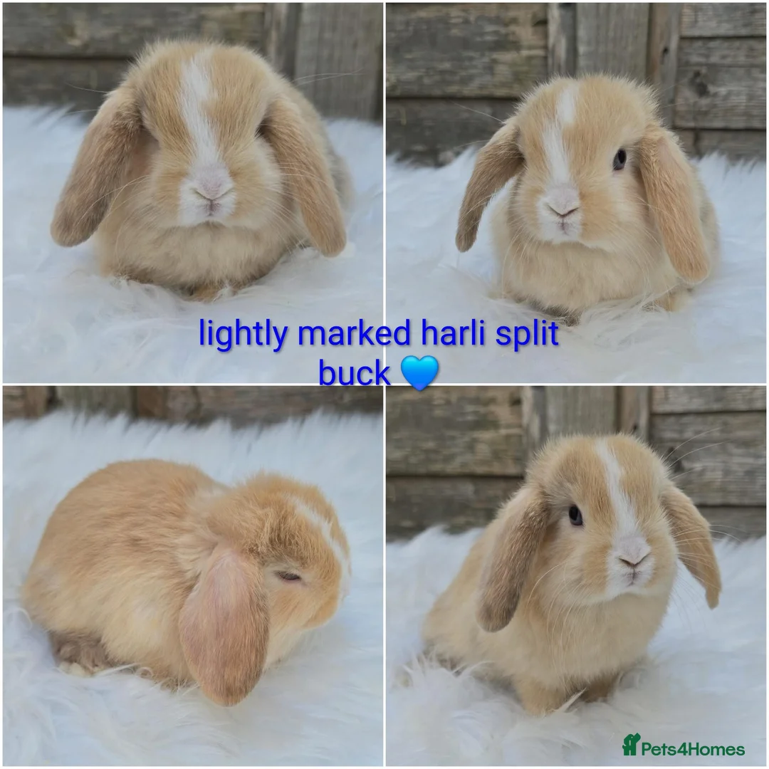 Mini Lop rabbits for sale: Gorgeous pure breed mini lops  - Advert 5