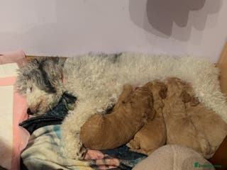 Mixed Breed dogs F1BB - Advert 7