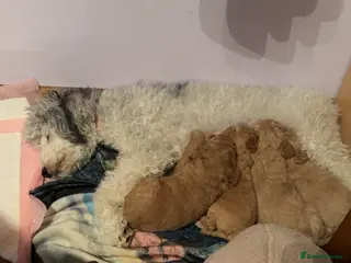 Mixed Breed dogs F1BB - Advert 7